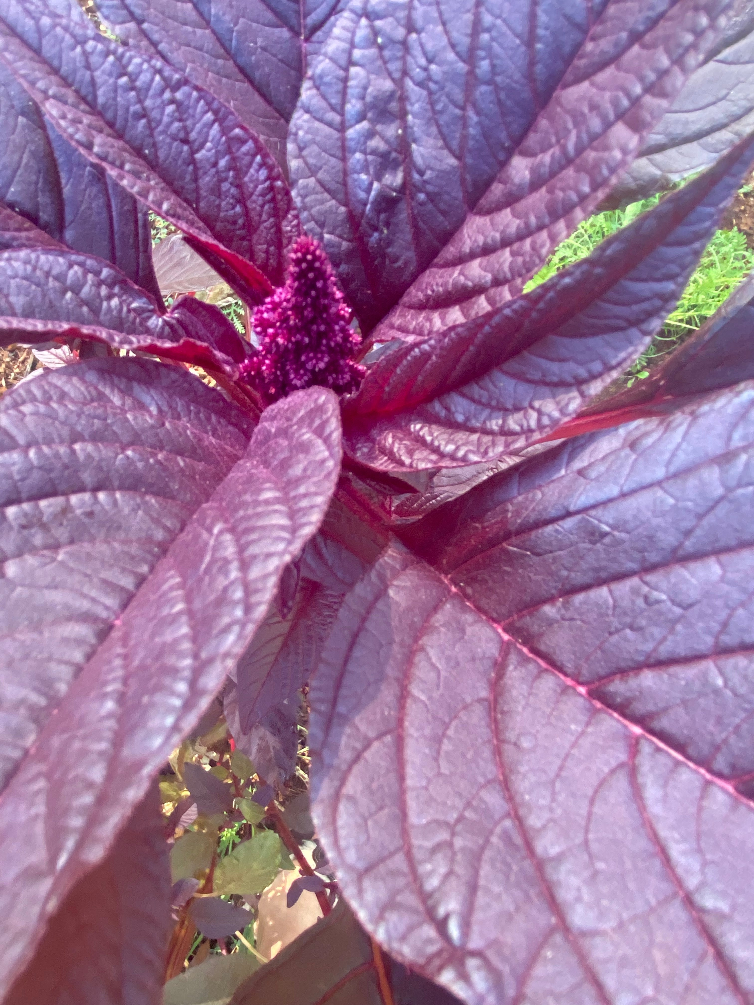 close up of an amaranth flower with large reddish purplish leaves