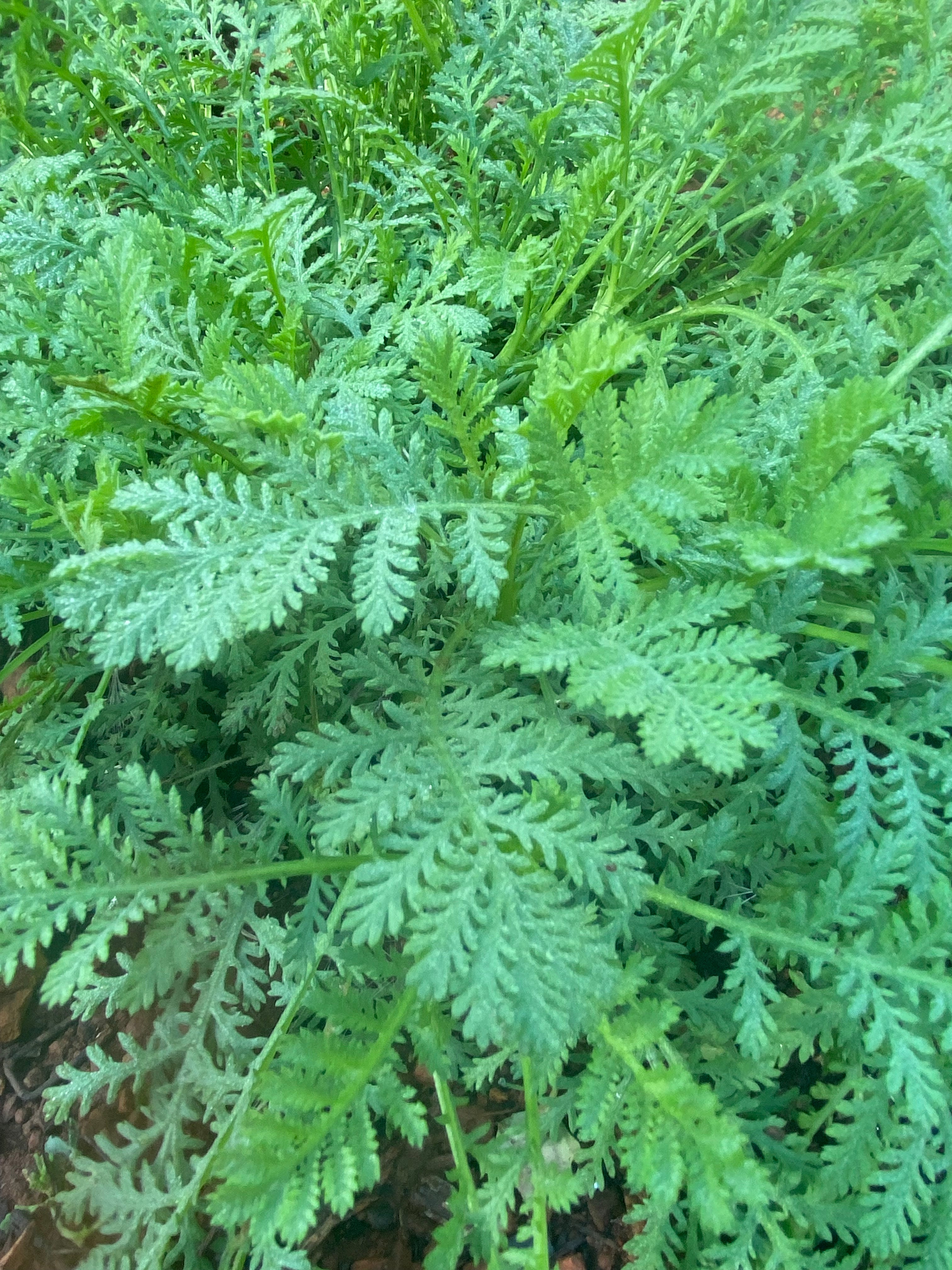 a big bush of dyers chamomile leaves