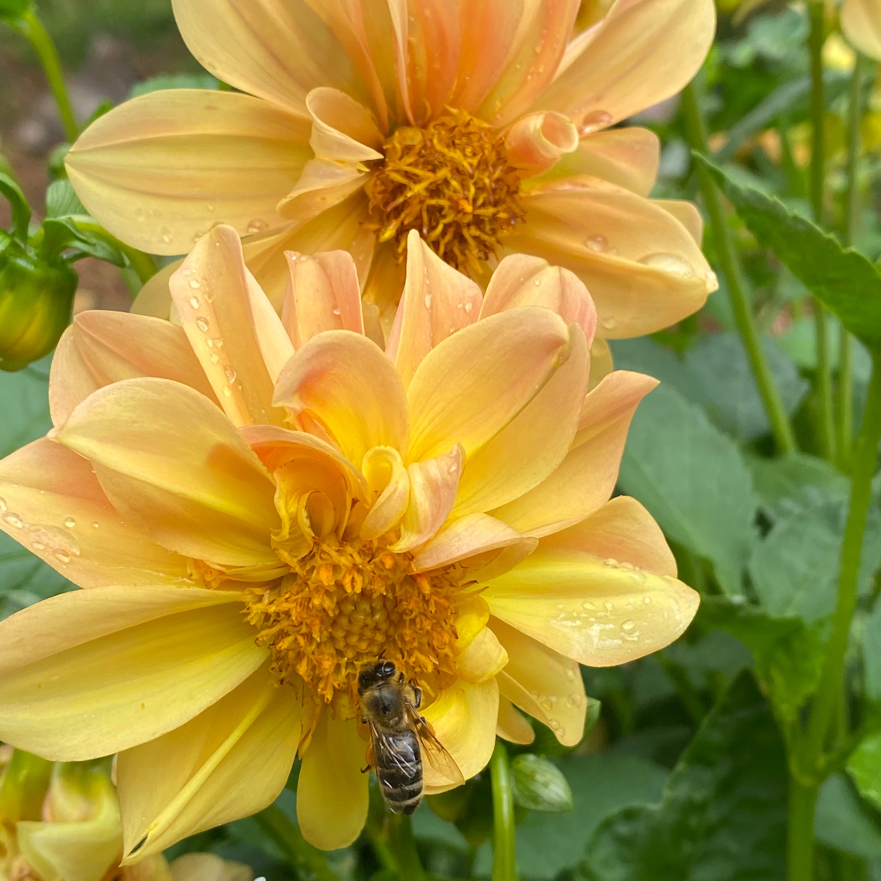 2 yellow dahlia flowers with a bumble bee on one of them