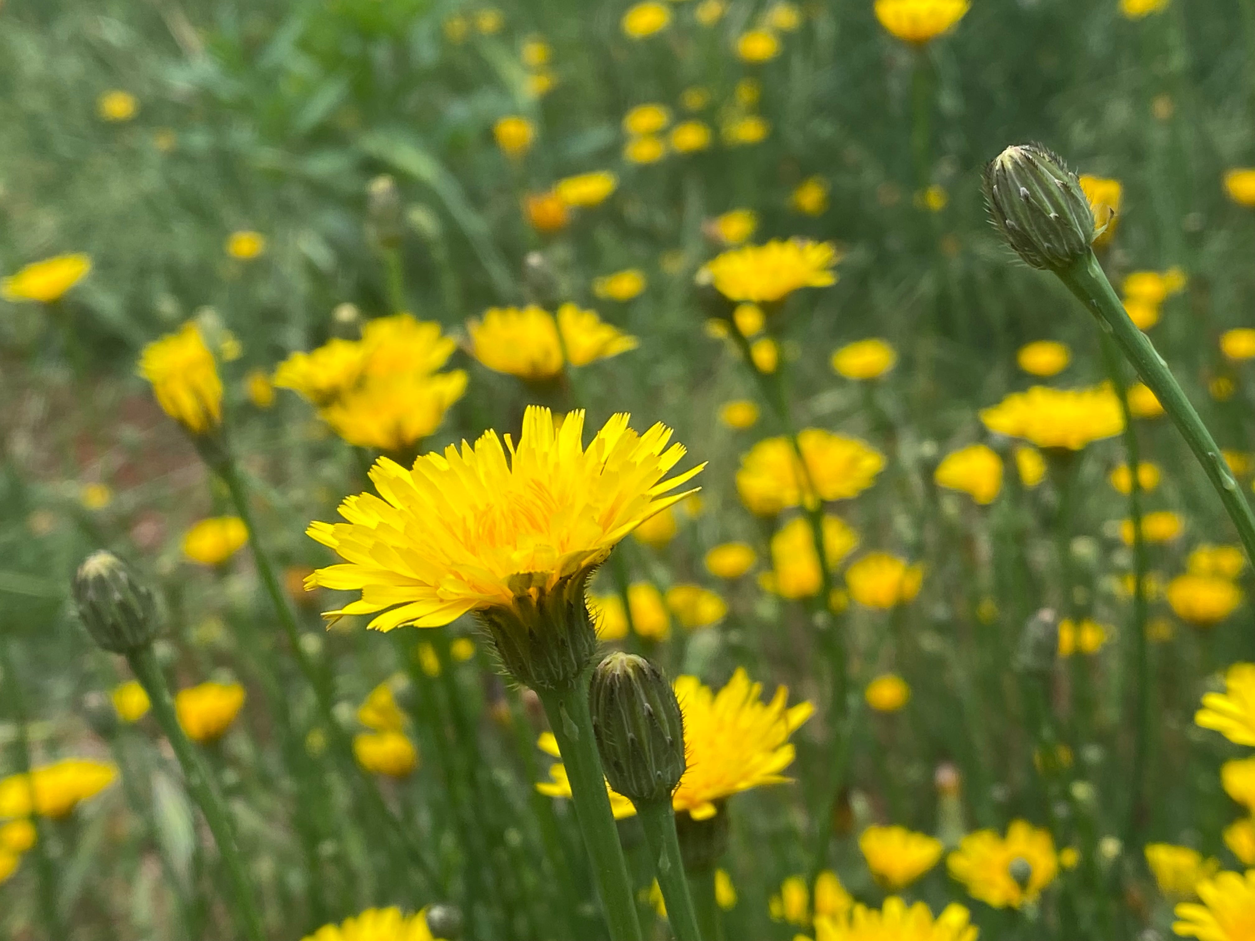 a field of yellow dandelions