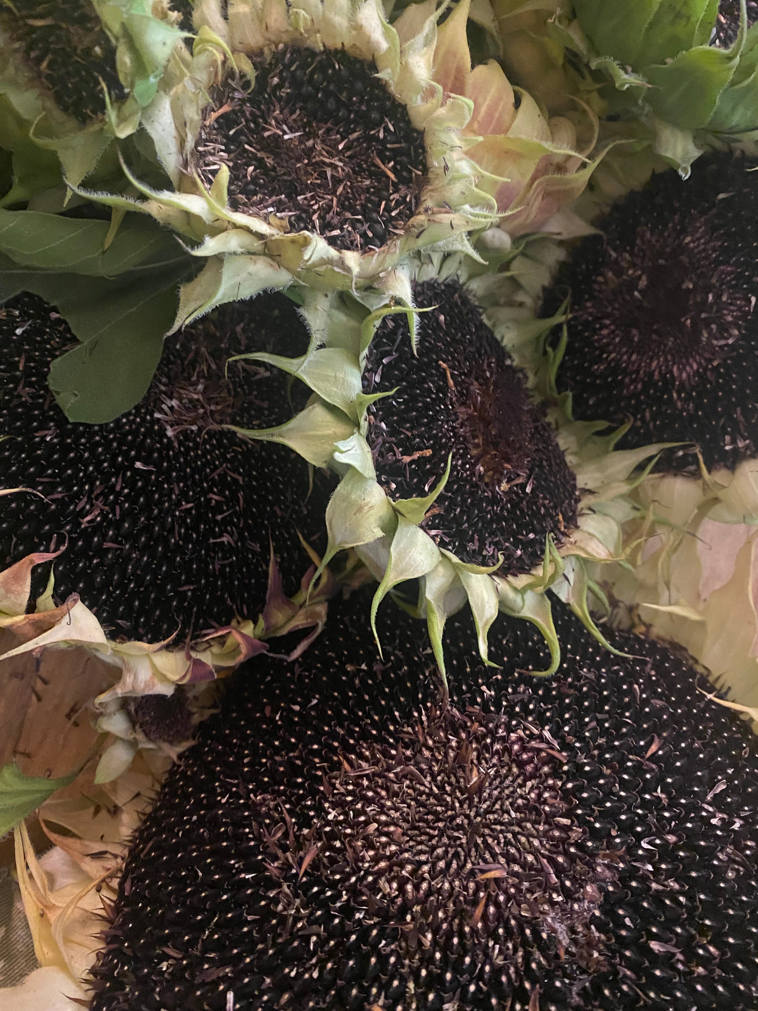 a pile of black hopi sunflower heads