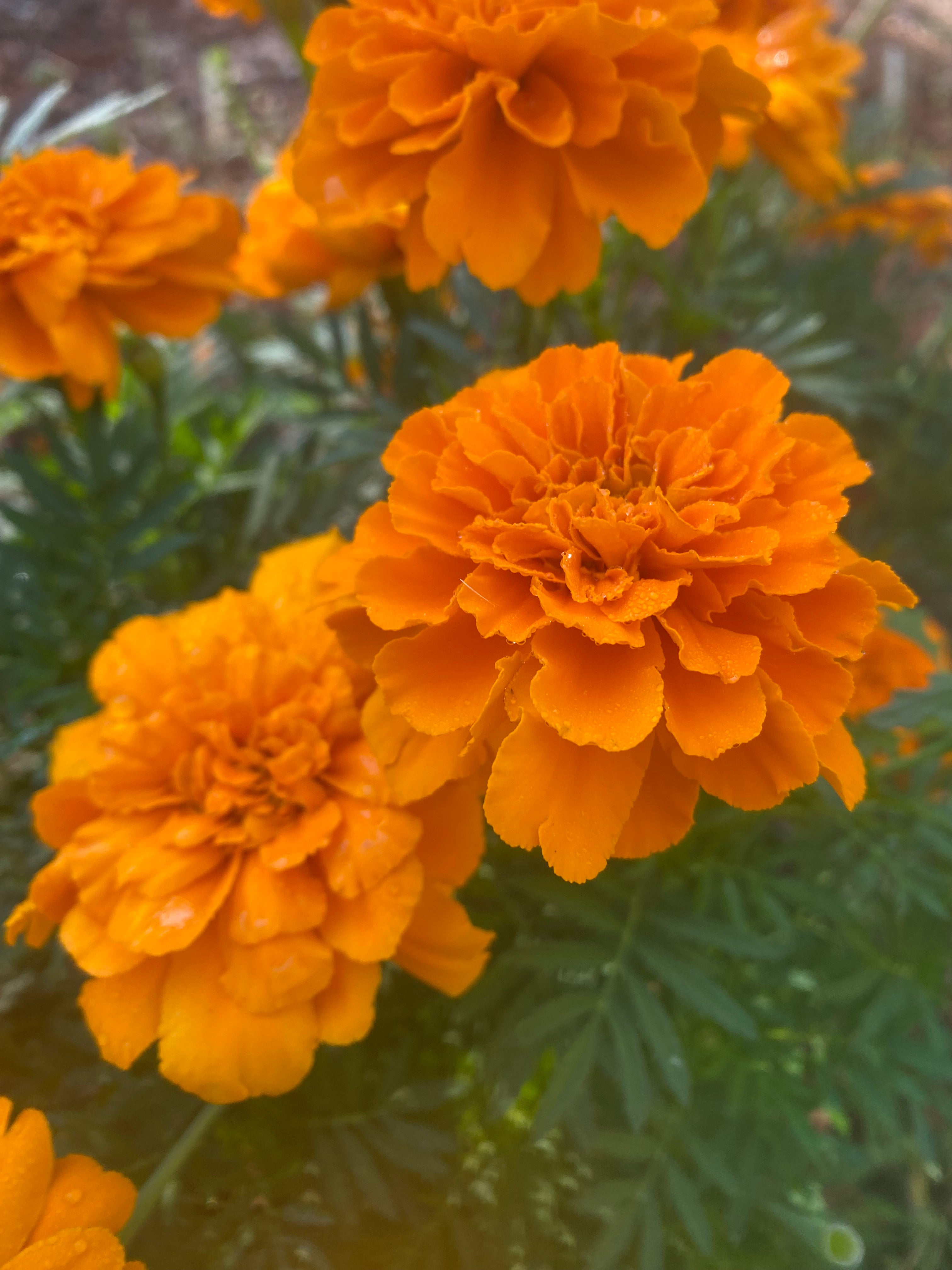 orange marigold flowers