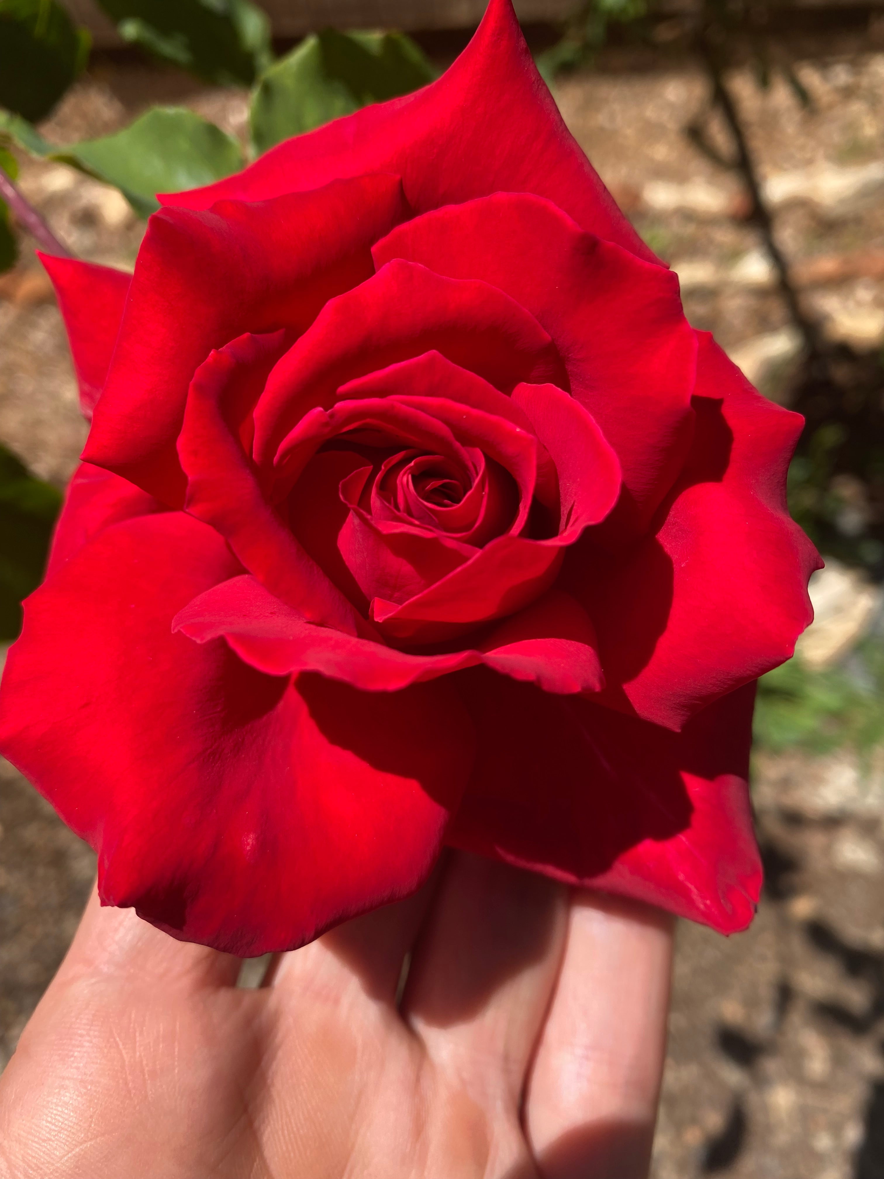 fresh red rose flowers with beautiful petals