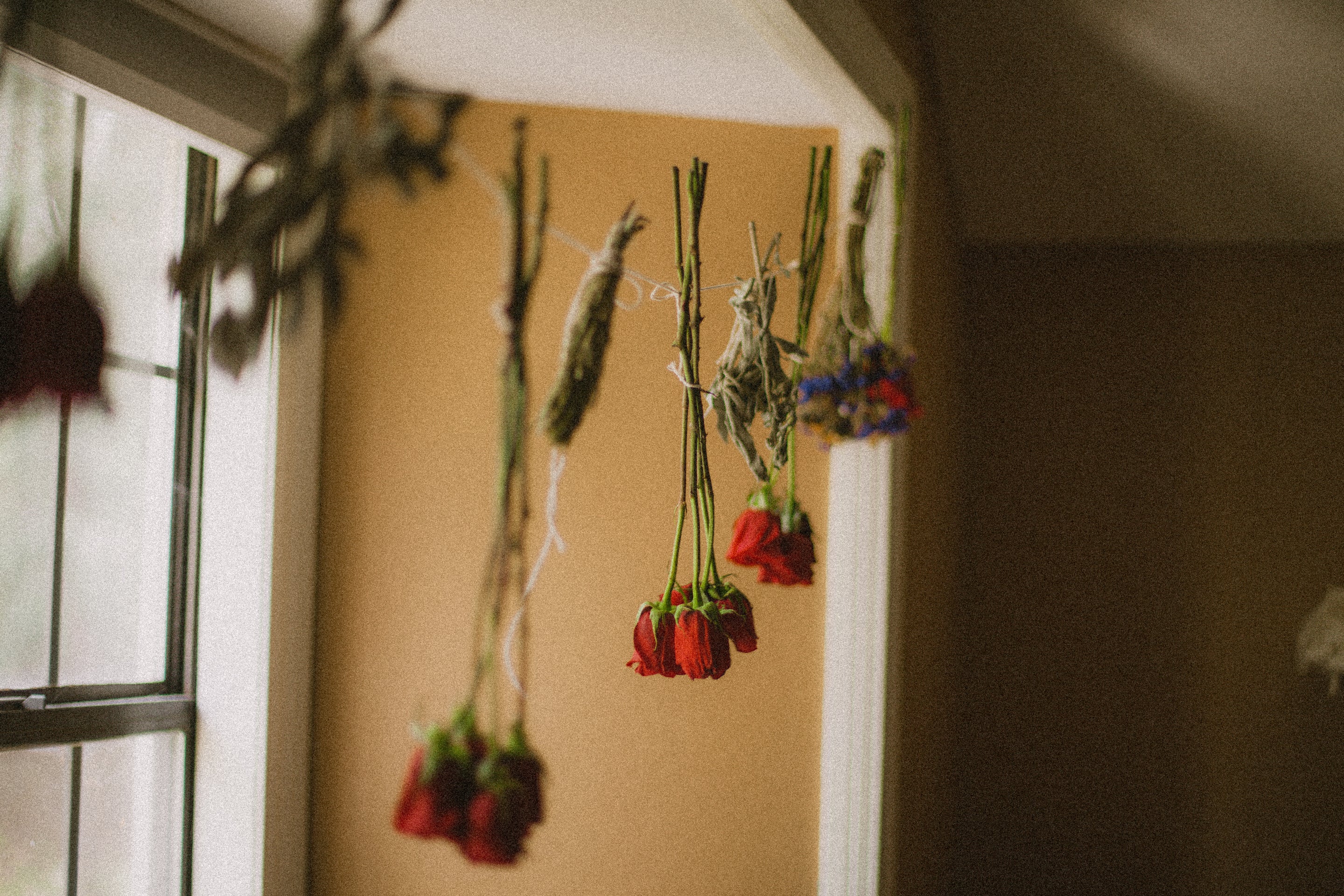 roses hanging in bundles in studio