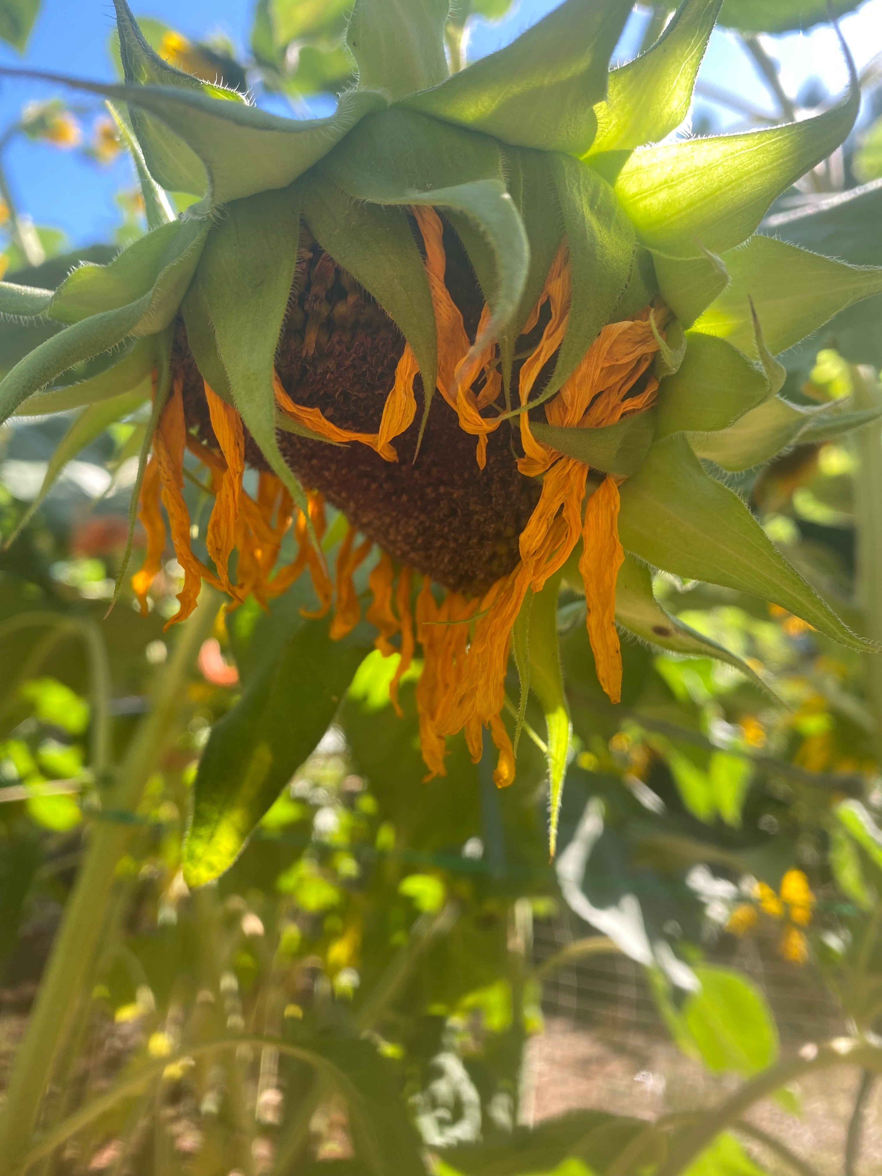 dried hopi sunflower in the garden